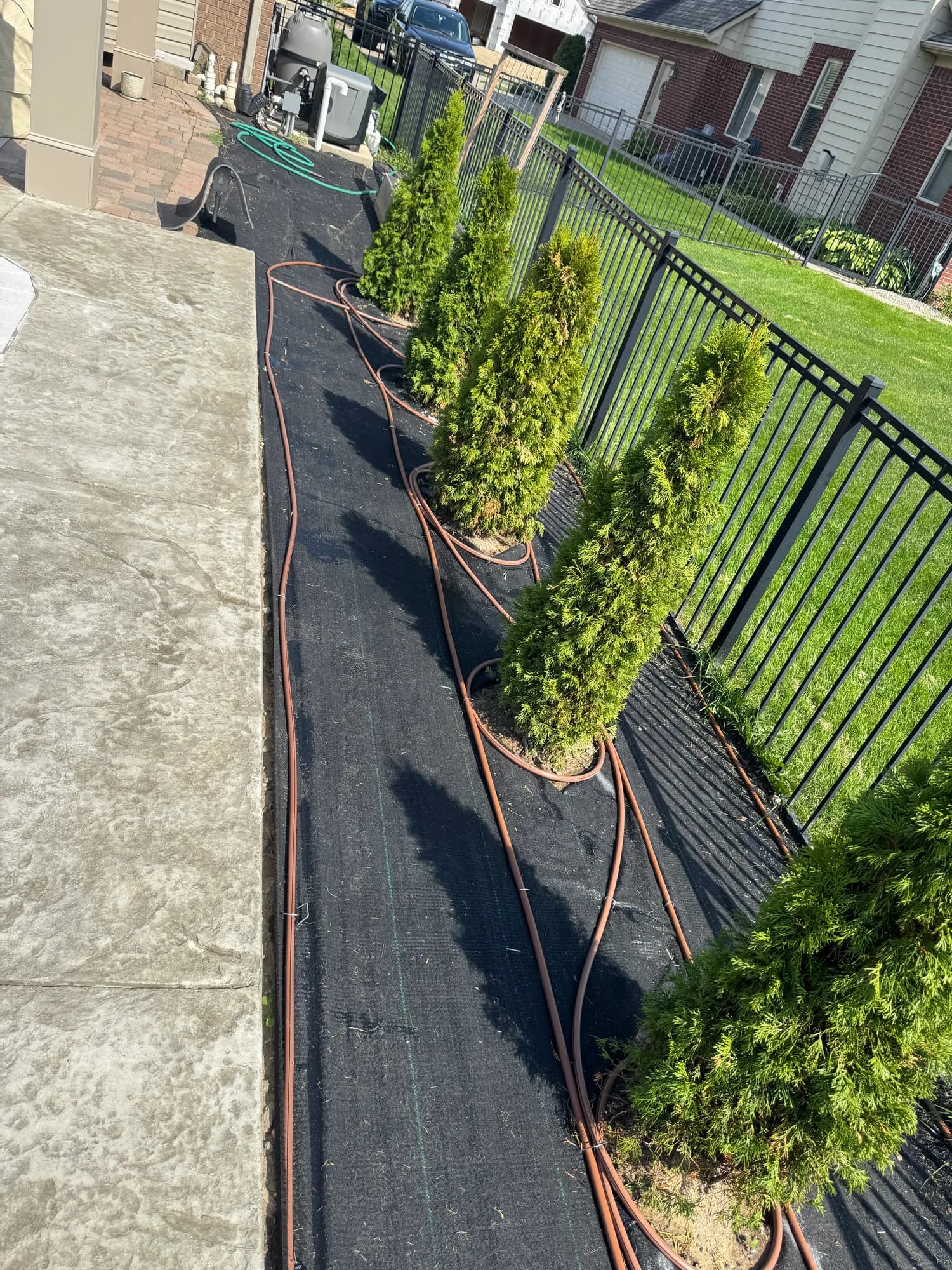 Drip line run through a fence-side bed of arborvitae