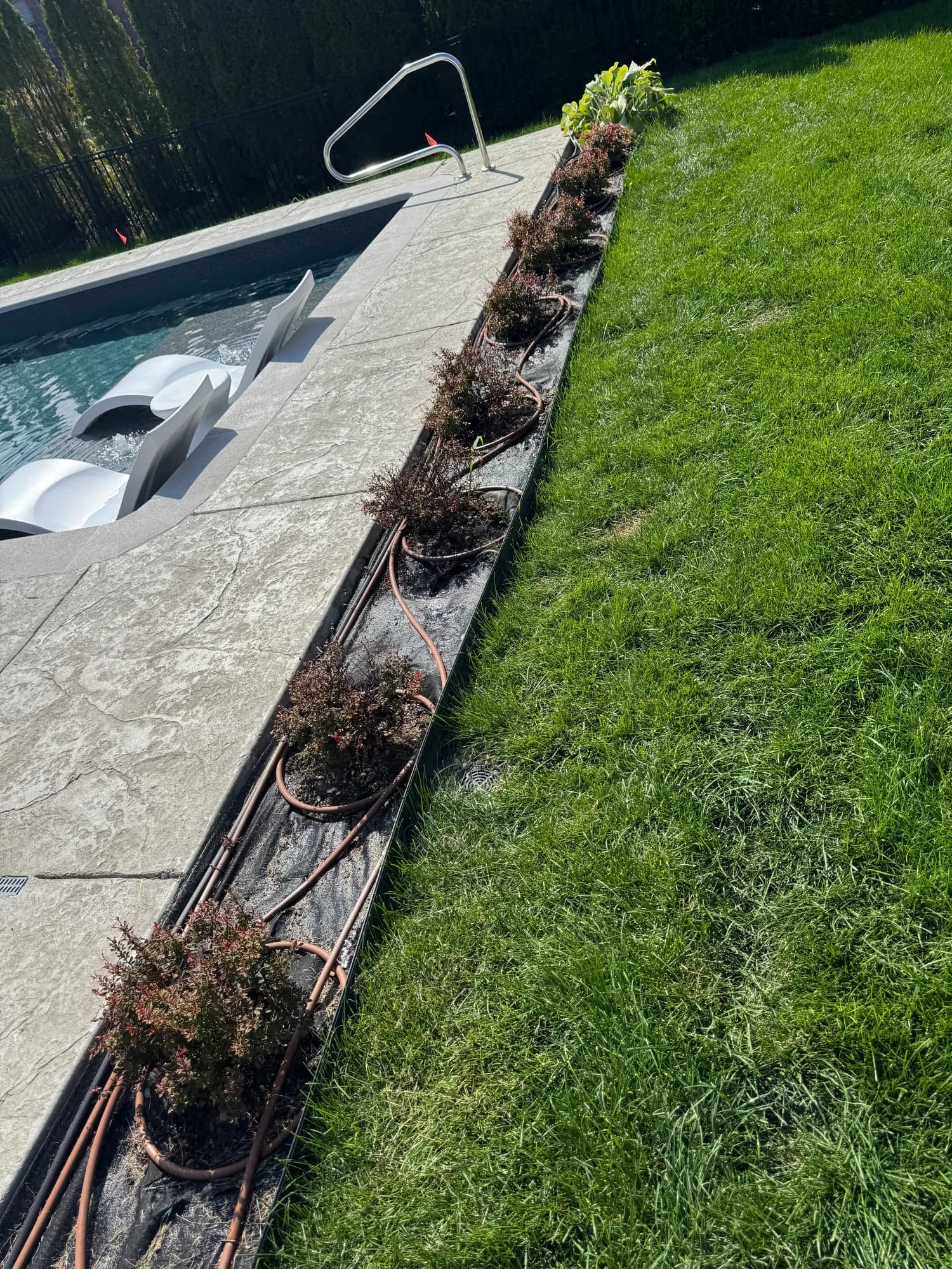 Drip irrigation looped around shrubs in a bed beside a pool deck in New Baltimore