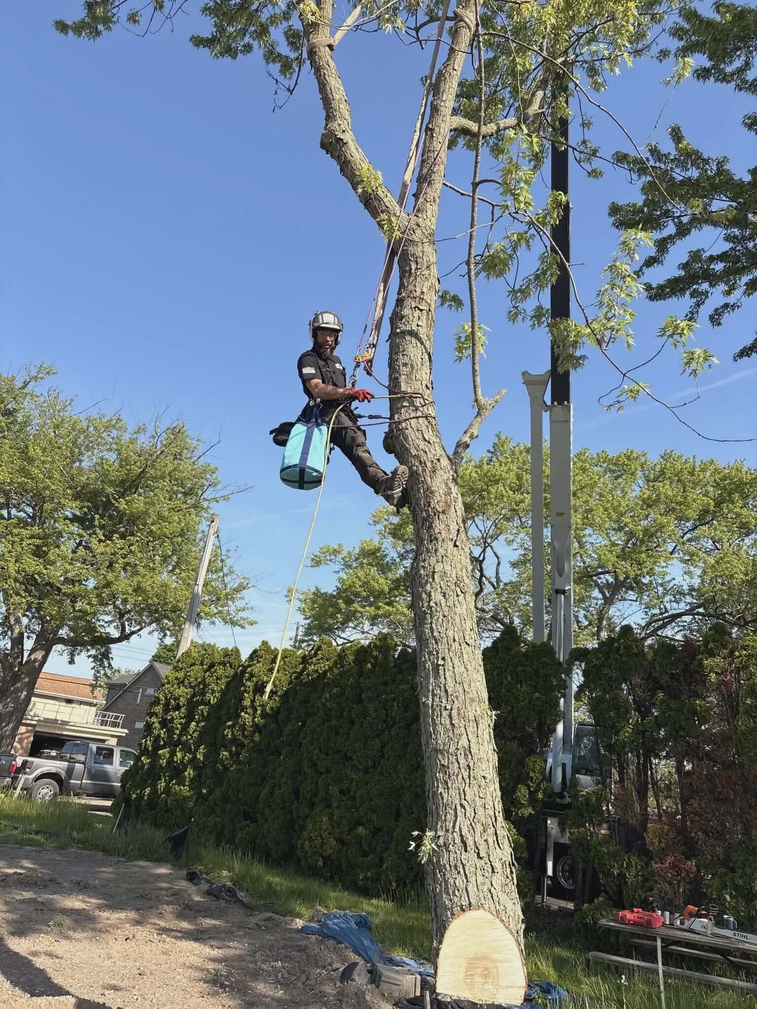 Climber roped onto a tall trunk during a tree removal