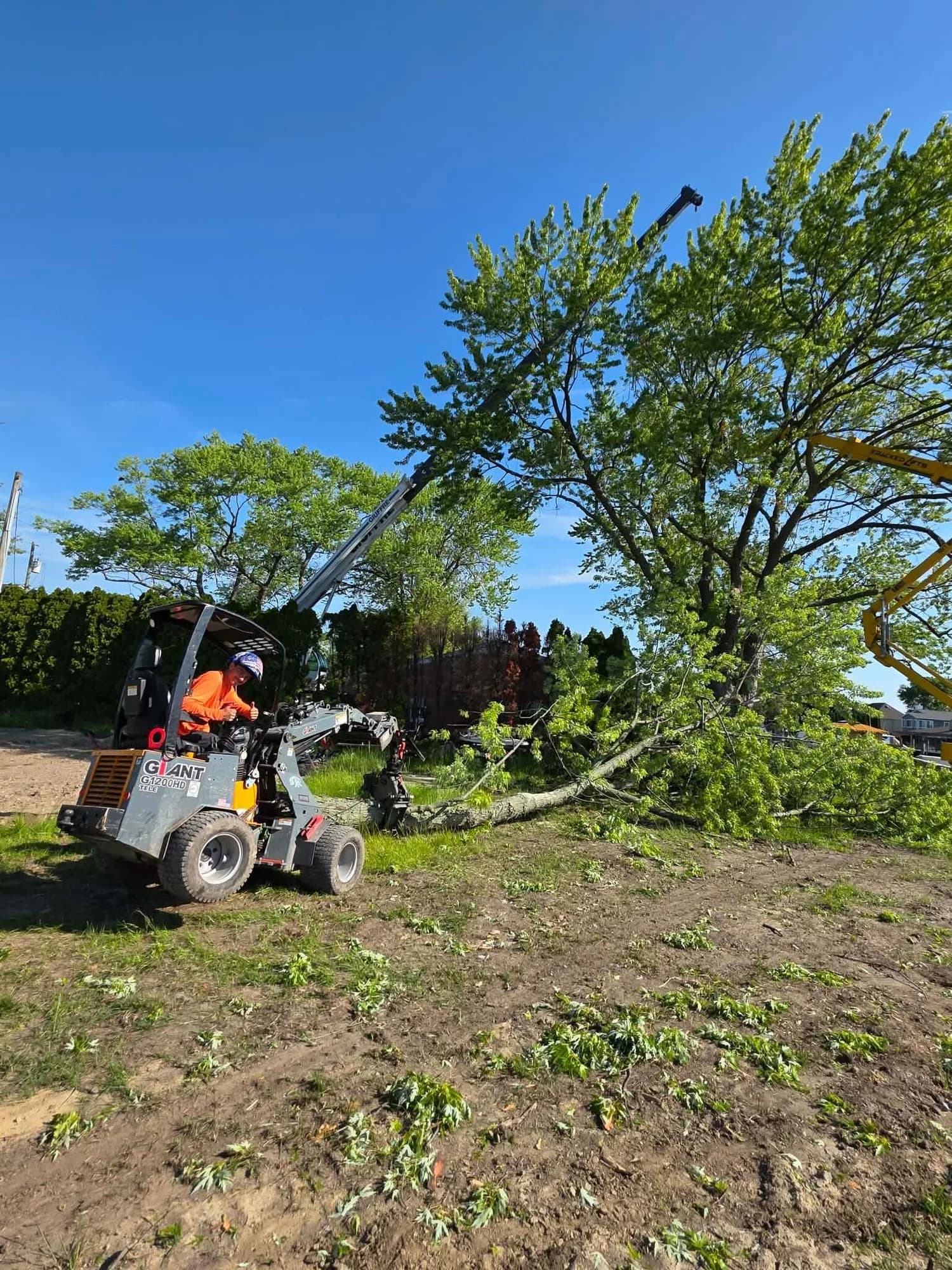 Compact loader moving cut limbs across a yard