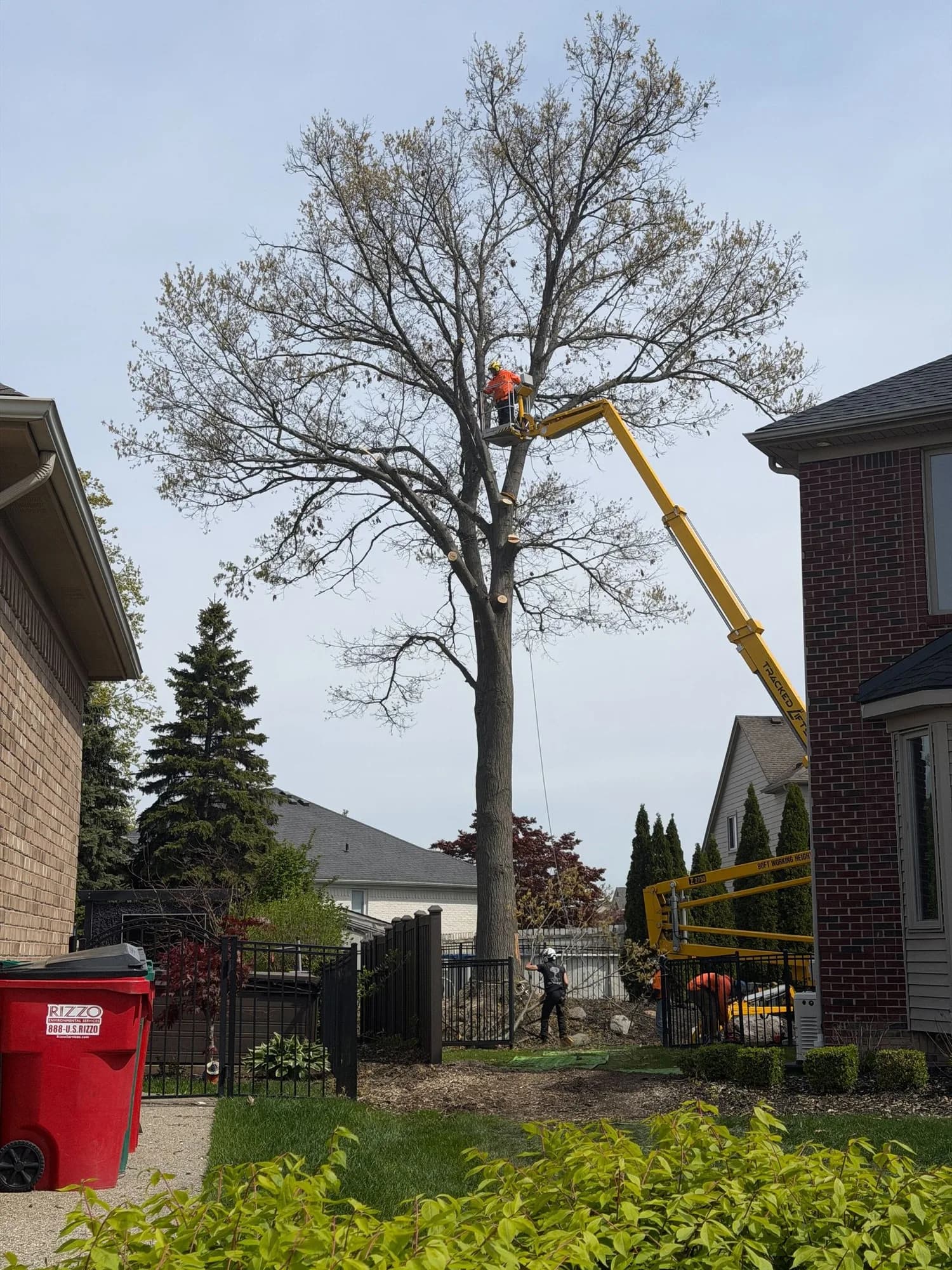 Lift raised beside a tall tree between two brick houses