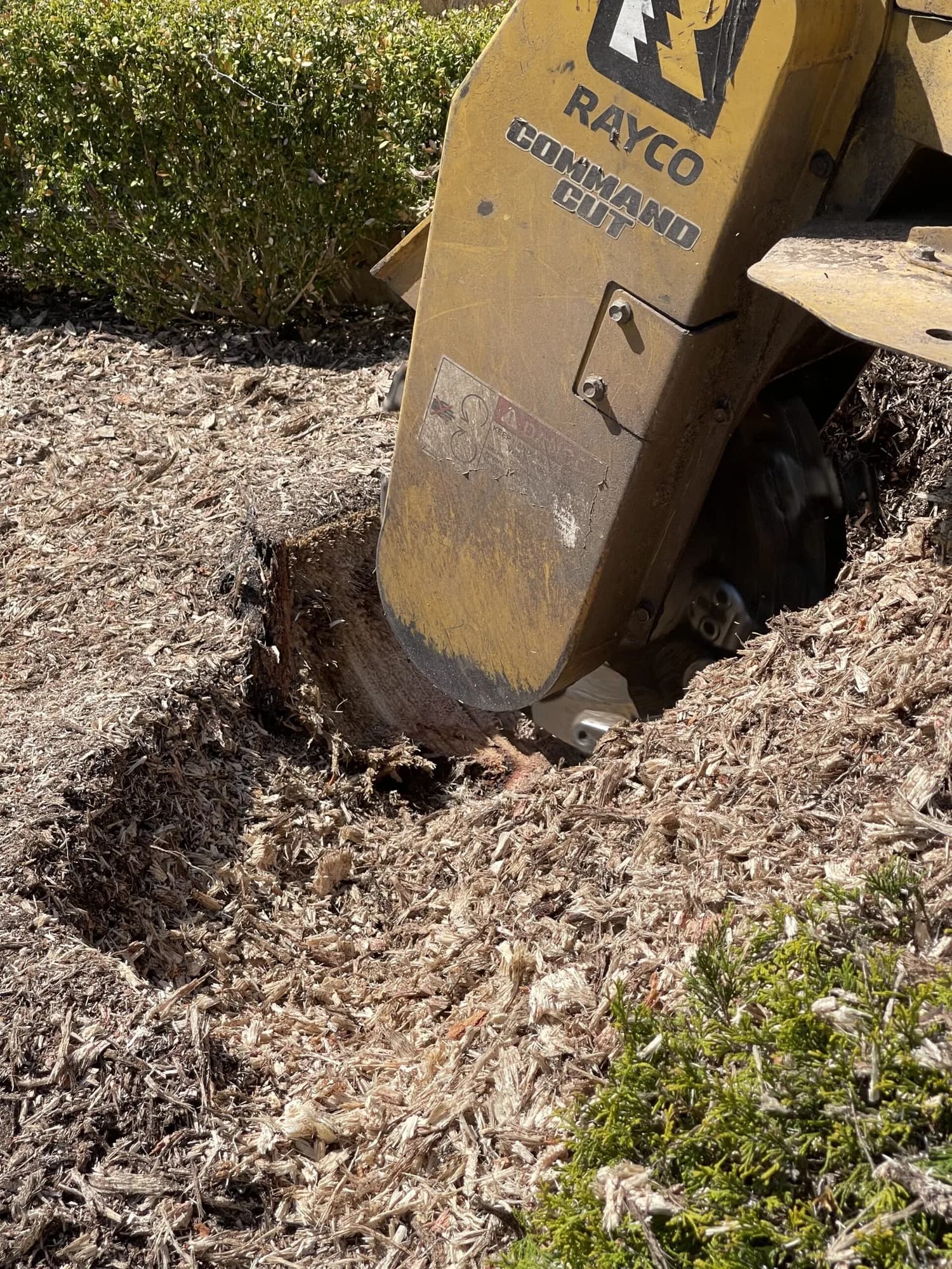 Stump grinder cutting a stump down below ground level