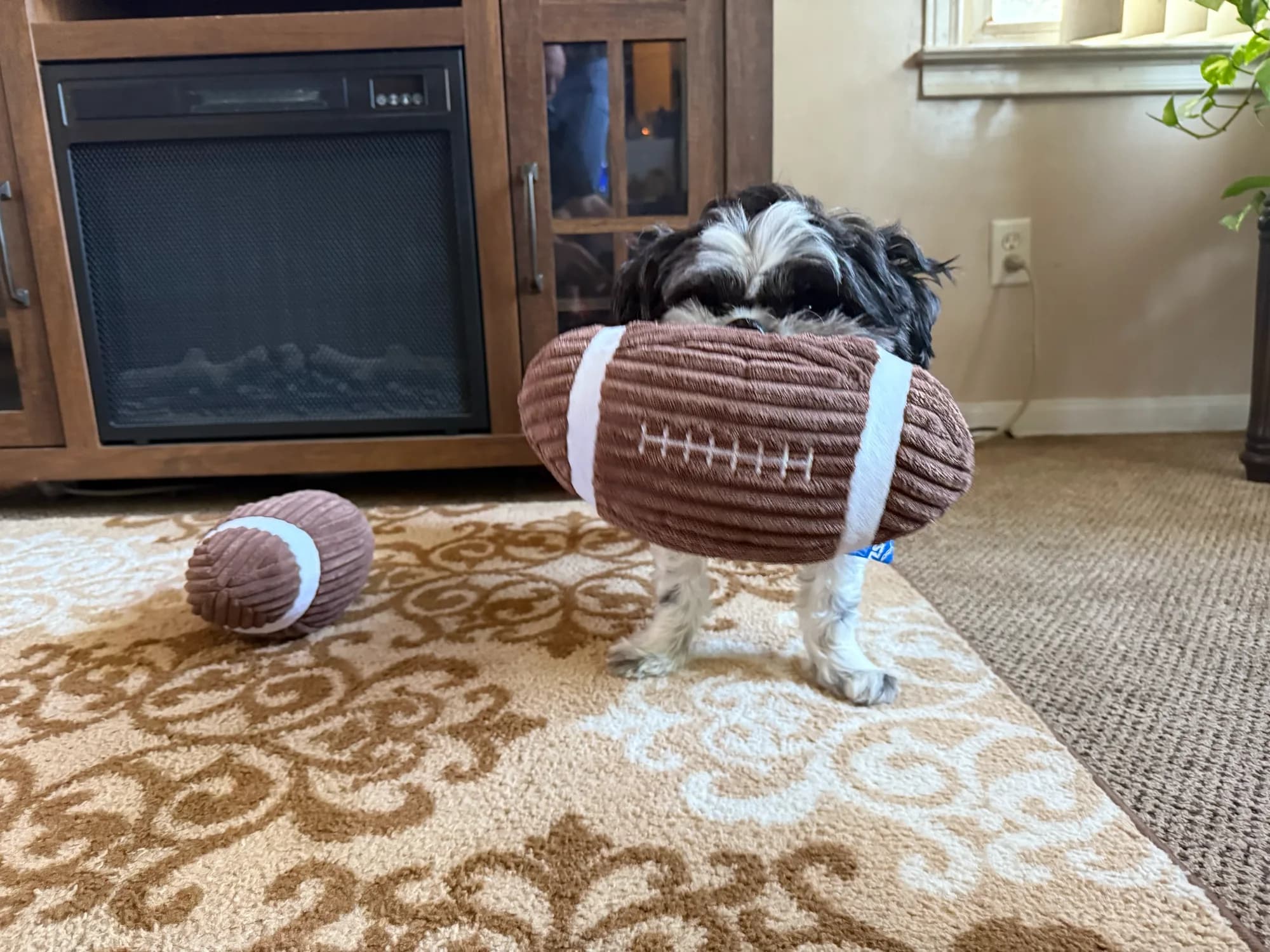 A small dog carrying a plush football toy in a living room