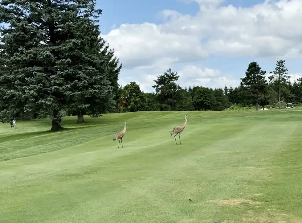 Two sandhill cranes walking across a Myth fairway